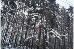 IMG_20221215_152502