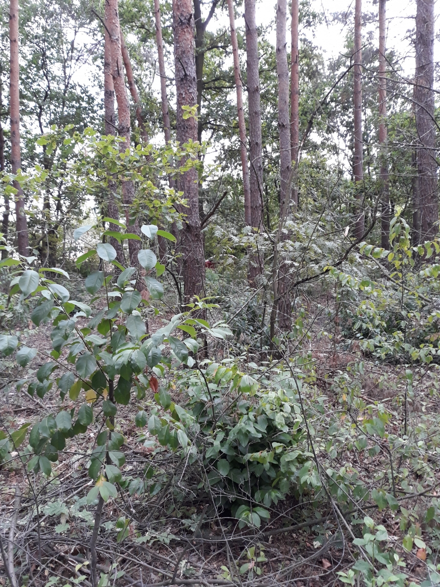 20190709_182027