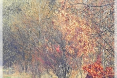 IMG_20240320_081539
