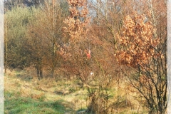 IMG_20240320_081602