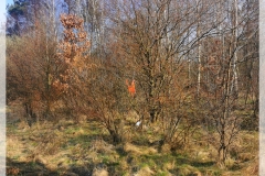 IMG_20240320_081628