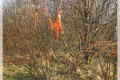 IMG_20240320_081645