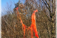 IMG_20240320_081652
