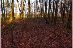 IMG_20211202_115012