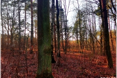 IMG_20211202_115021