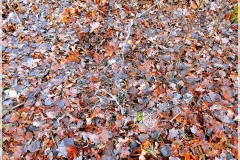 IMG_20211202_115505